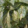 virus mozaika lucerne na paprici