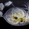 partenogeneza
