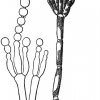 konidiofor