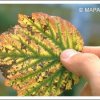 antraknoza kupine i maline