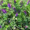 vlasastodlakava grahorica