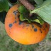antraknoza ploda kakija