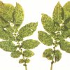 virus krumpira A