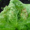 bakterijski trulež lista i stabljike salate, endivije i radiča