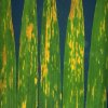 bakterijska prugavost lista pšenice