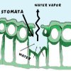 stomna transpiracija