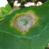 piknidiospora