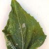 pepelnica suncokreta