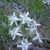 plamenita pavitina