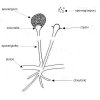sporangiofor