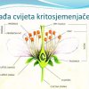 kritosjemenjače