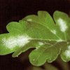 pepelnica krizanteme