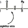 peptidna veza